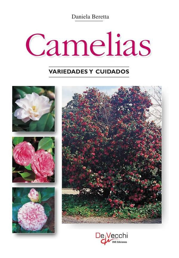 Camelias | Daniela Beretta