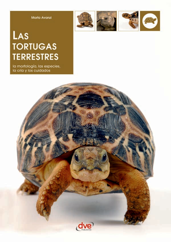 Las tortugas terrestres | Marta Avanzi