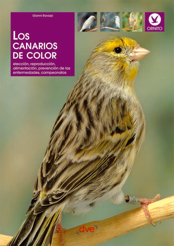 Los canarios de color | G. RAVAZZI