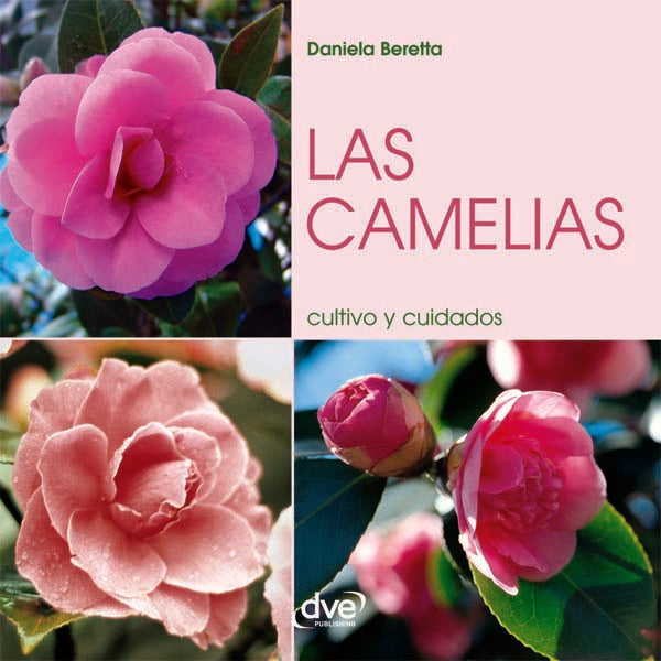 Las camelias | Daniela Beretta