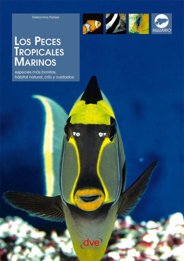 Los peces tropicales marinos | Gelsomina Parisse