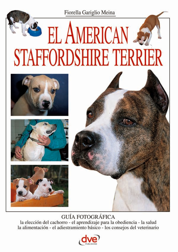 El american staffordshire terrier | Gariglio Meina