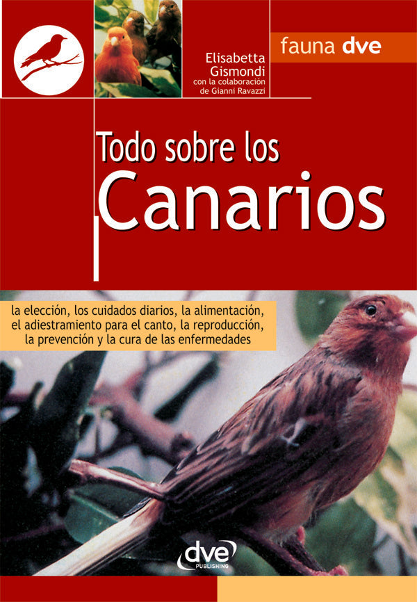 Todo sobre los canarios | Ravazzi, Gismondi
