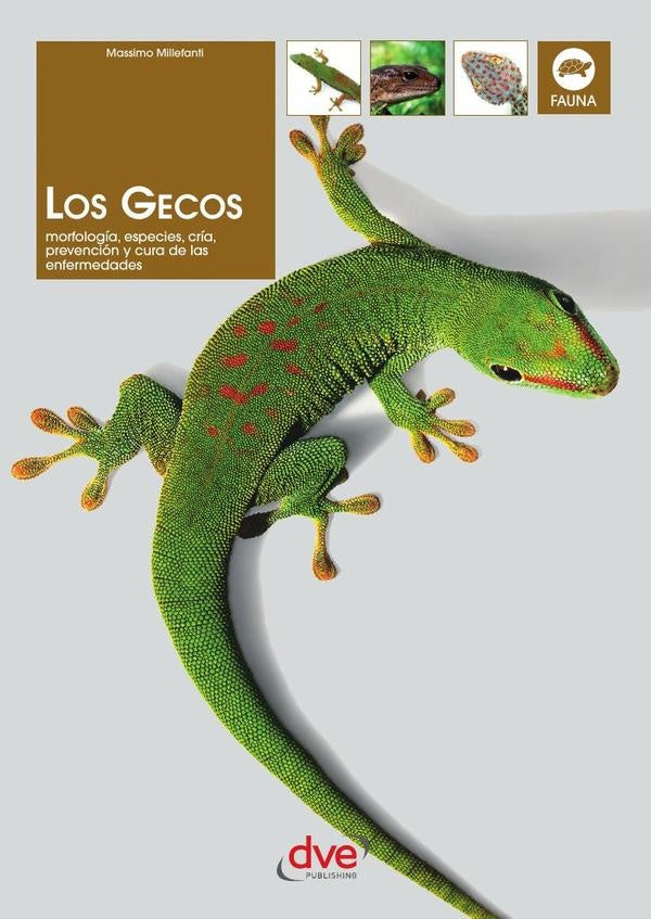 Los gecos | Massimo Millefanti