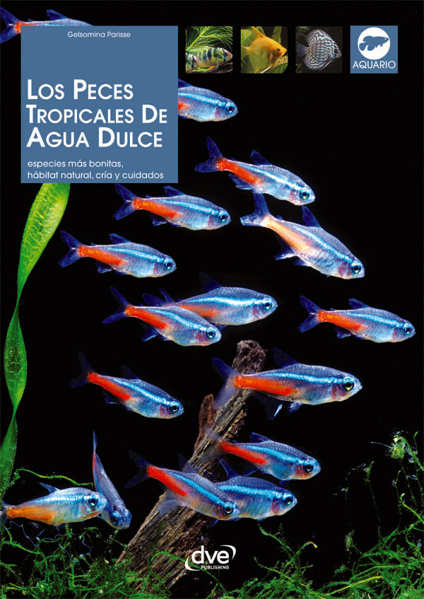 Los peces tropicales de agua dulce | Gelsomina Parisse
