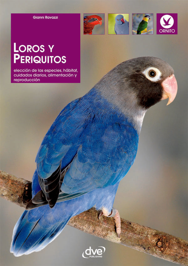 Loros y periquitos | RAVAZZI, Ravazzi