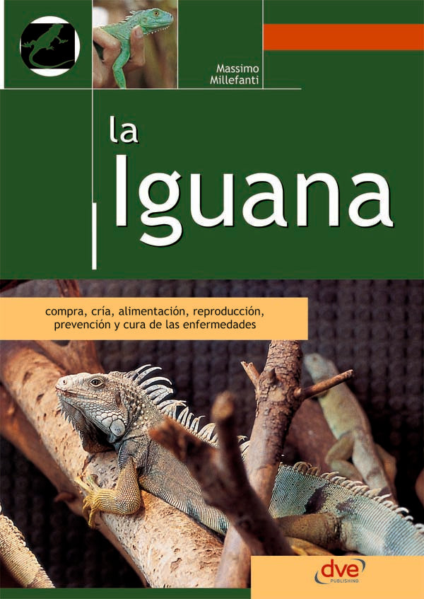 La iguana | Massimo Millefanti