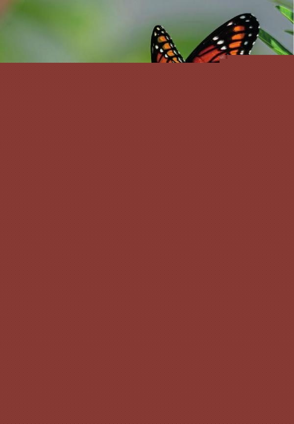 Autobiografía de oruga a mariposa | Maricela  Velázquez