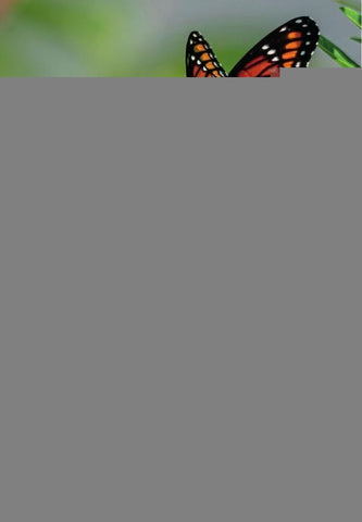 Autobiografía de oruga a mariposa | Maricela  Velázquez