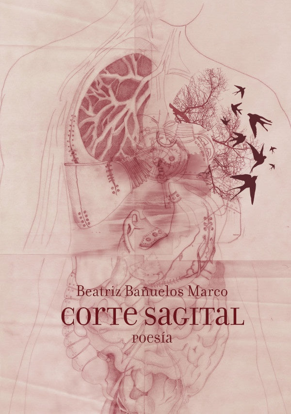 Corte Sagital  | Beatriz Bañuelos Marco