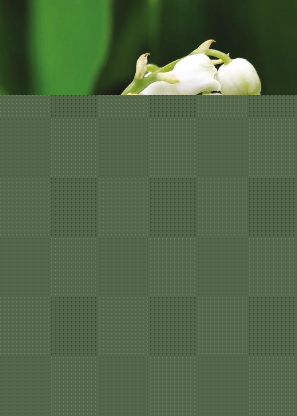 Flores, fragancias e ilusiones | Antonio Alcaide