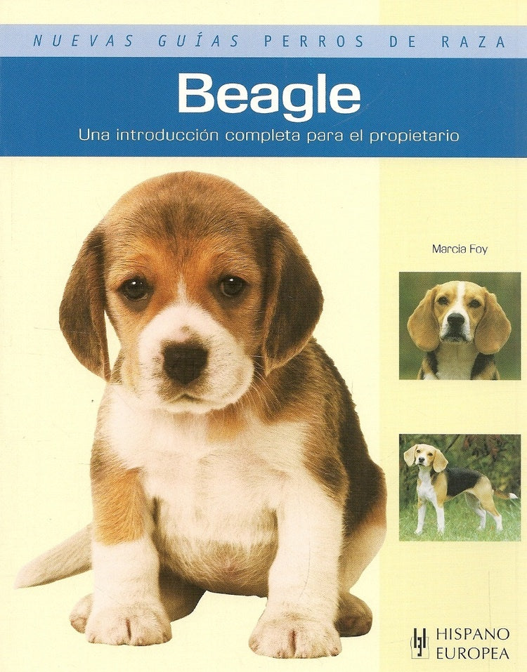 Beagle - Guías perros de raza