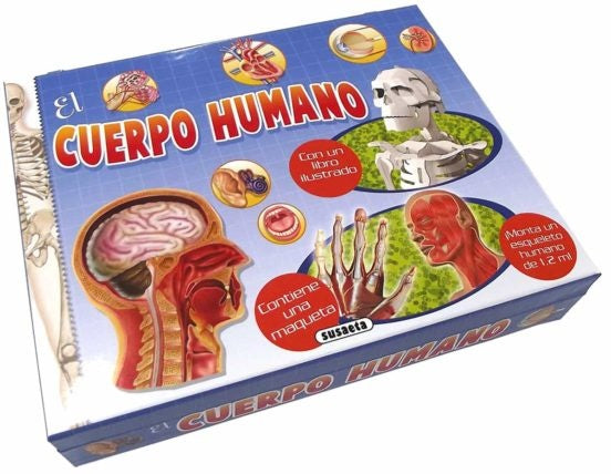 CUERPO HUMANO