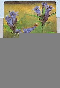 FLORES DE CALIFORNIA 2 | Grecco-Espeche-Valdez