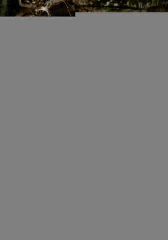 EL BOSQUE DE LOS CORAZONES DORMIDOS | Esther Sanz Sanz