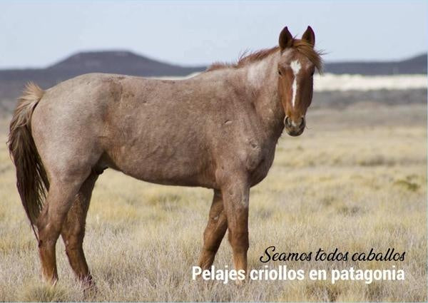 Pelajes criollos en Patagonia | Jorge Piccini