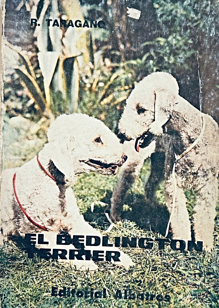 EL BEDLINGTON TERRIER.. | Rosa Taragano de Azar